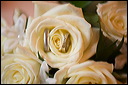 candid___detail_images013