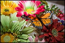 candid___detail_images105
